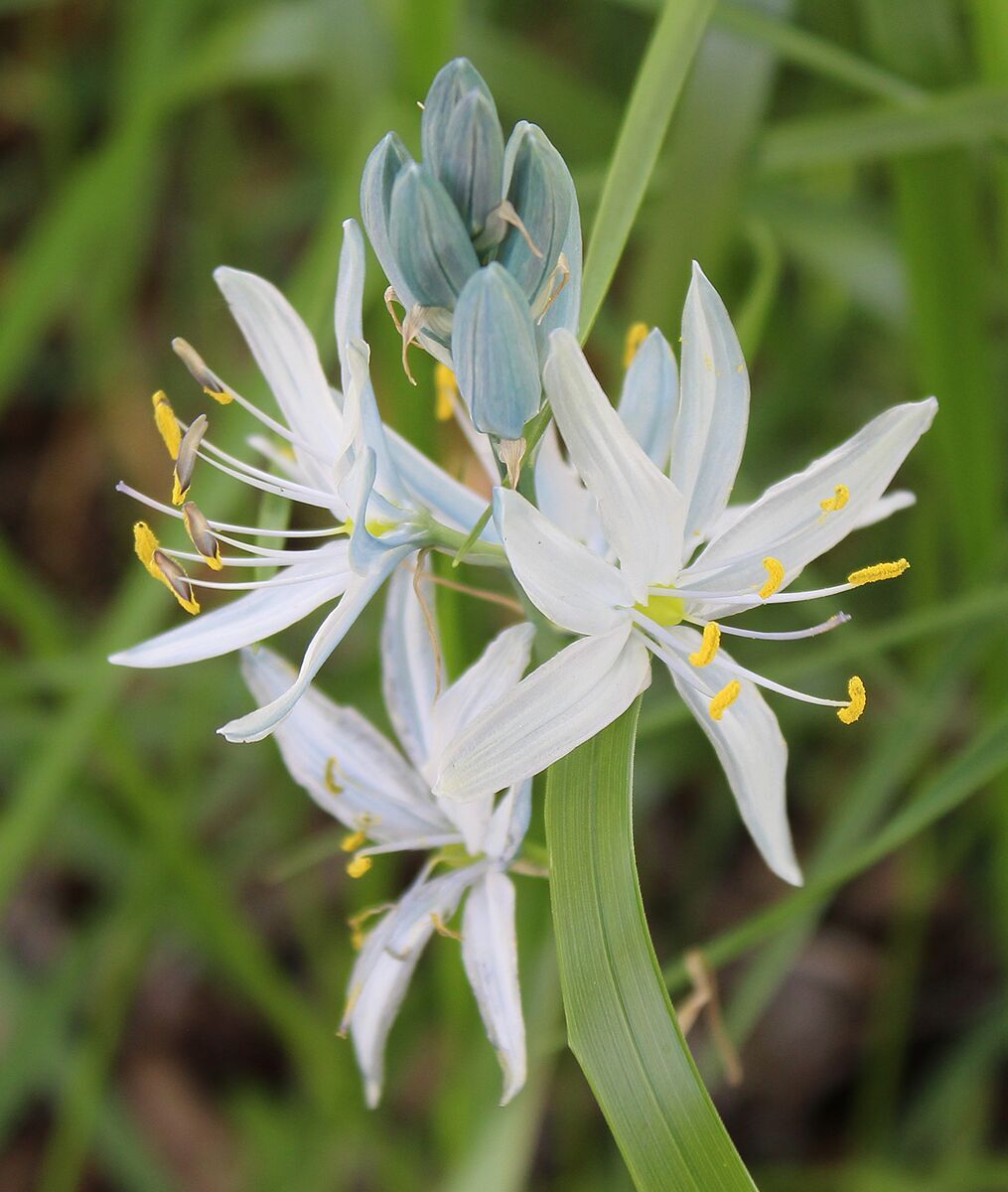 Camas